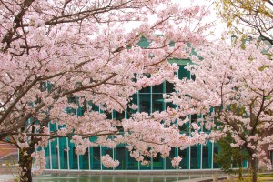 図書館と桜